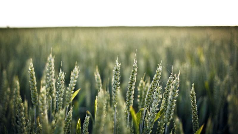 Business Networking Summit